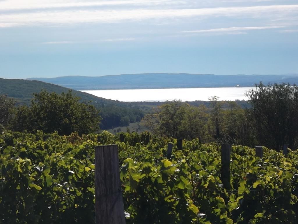 Juhfark Fogado Es Borhaz Bed & Breakfast Balatoncsicso Eksteriør bilde
